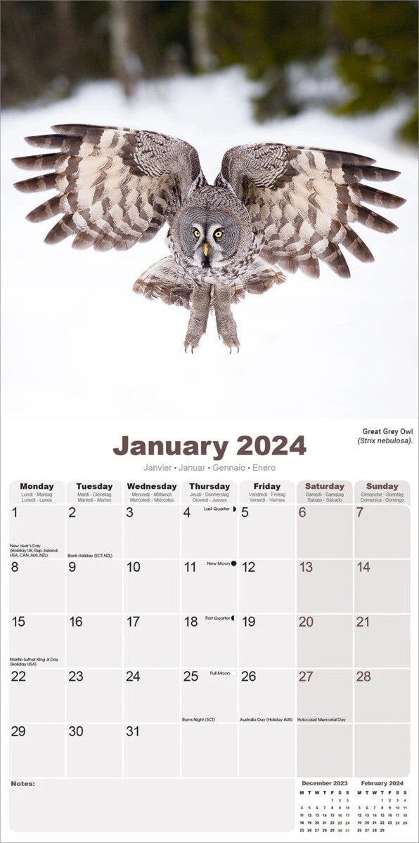 Kalender 2024 Owls 30x30cm