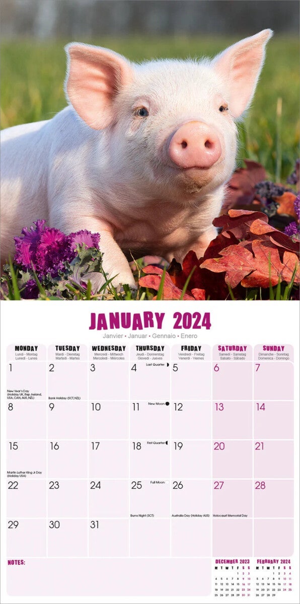 Kalender 2024 Pigs 30x30cm