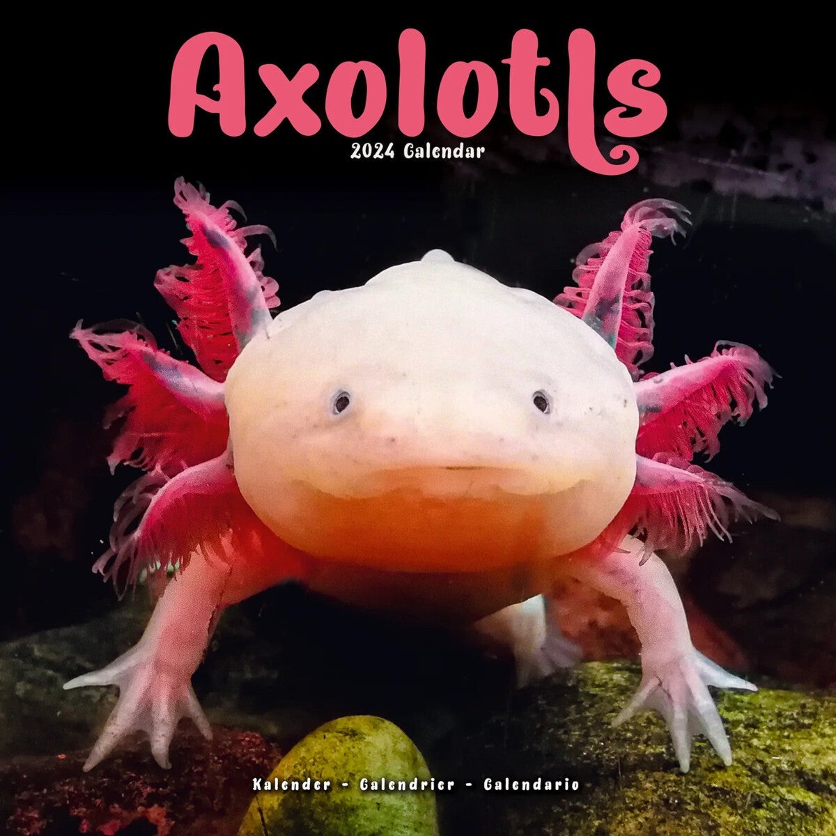 Kalender 2024 Axolotls 30x30cm