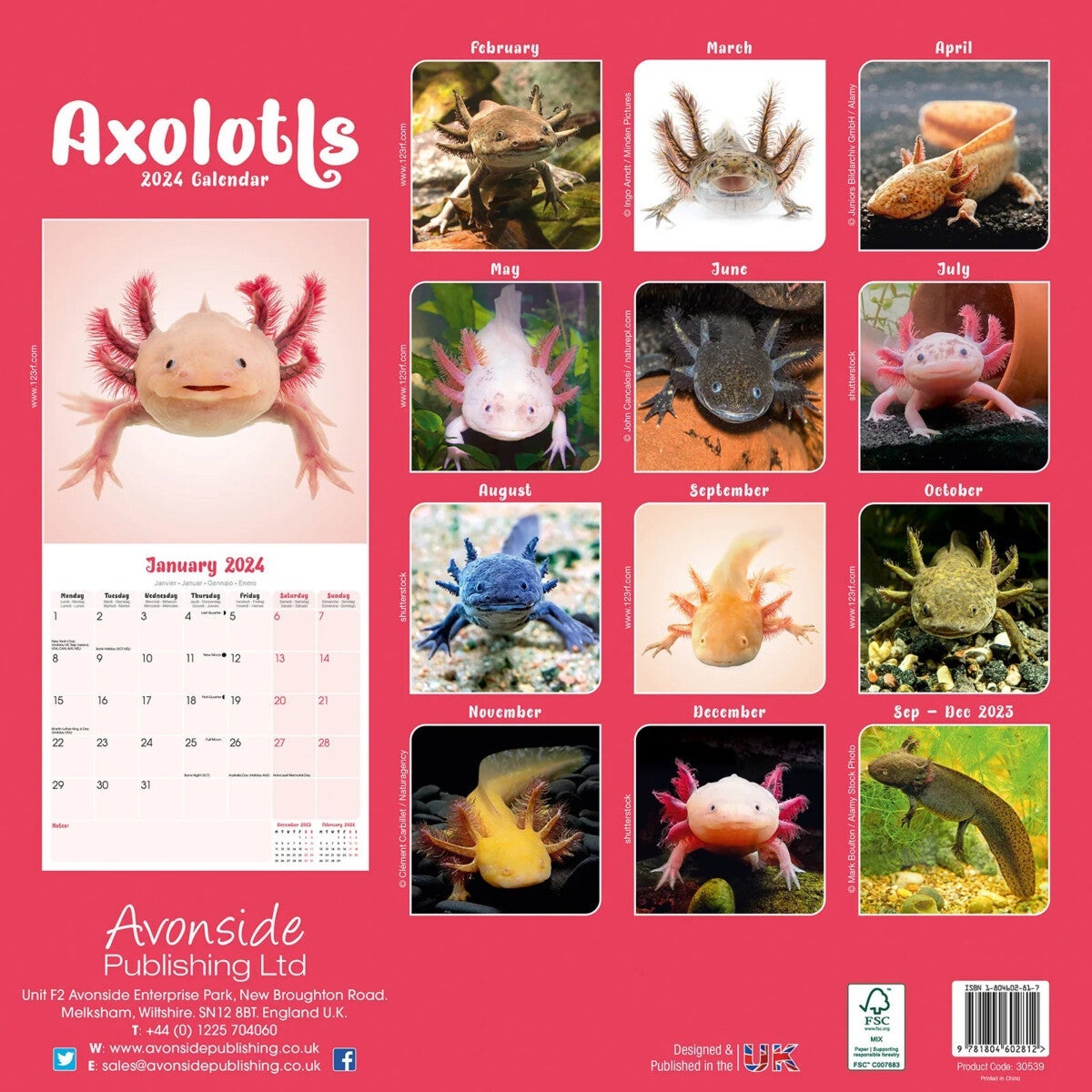 Kalender 2024 Axolotls 30x30cm