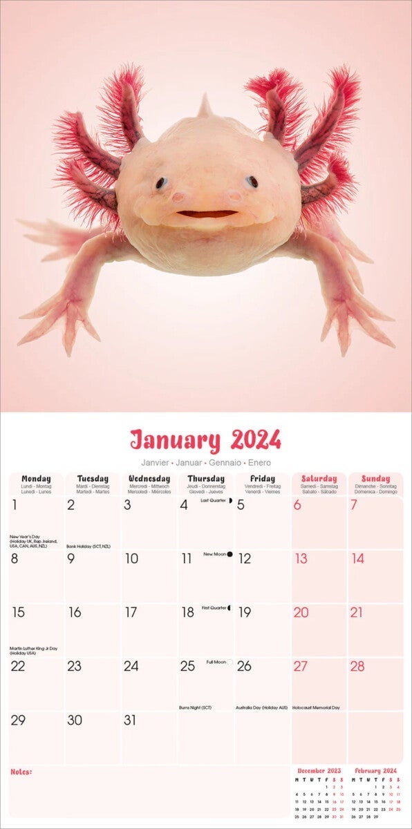 Kalender 2024 Axolotls 30x30cm