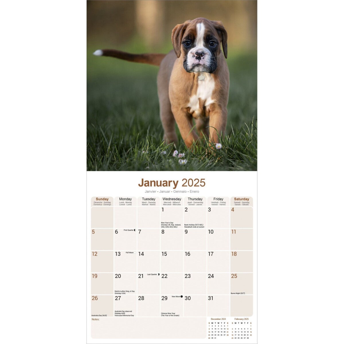 Kalender 2025 Boxer 30x30cm