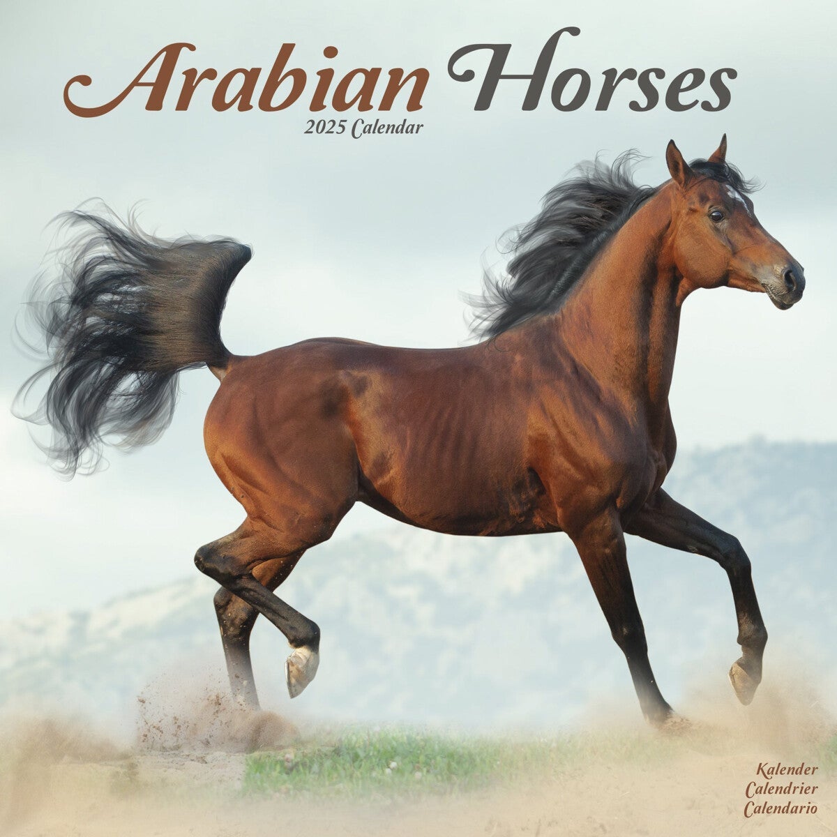 Kalender 2025 Arabian Horses 30x30cm