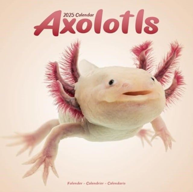 Kalender 2025 Axolotls 30x30cm