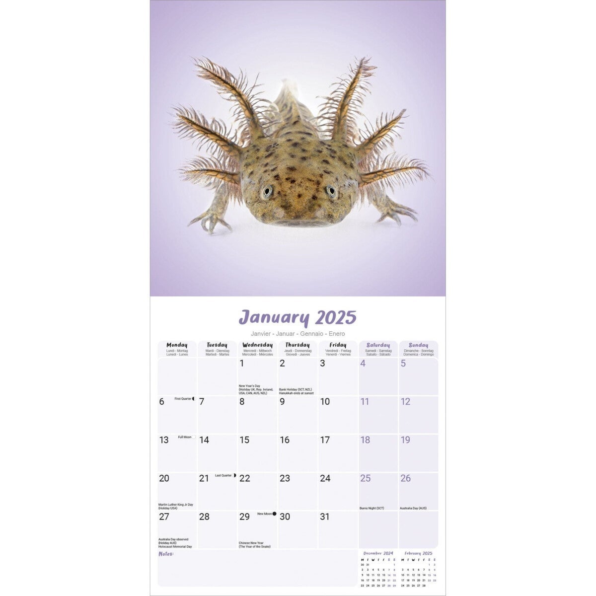 Kalender 2025 Axolotls 30x30cm