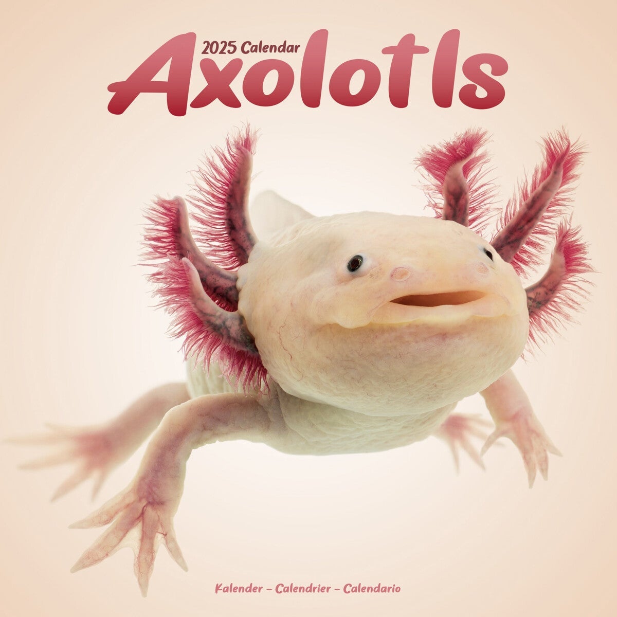 Kalender 2025 Axolotls 30x30cm