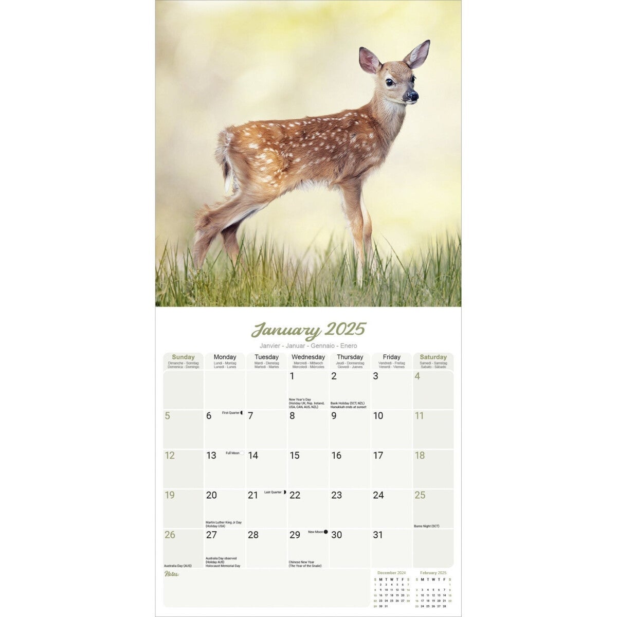Kalender 2025 Baby Animals 30x30cm