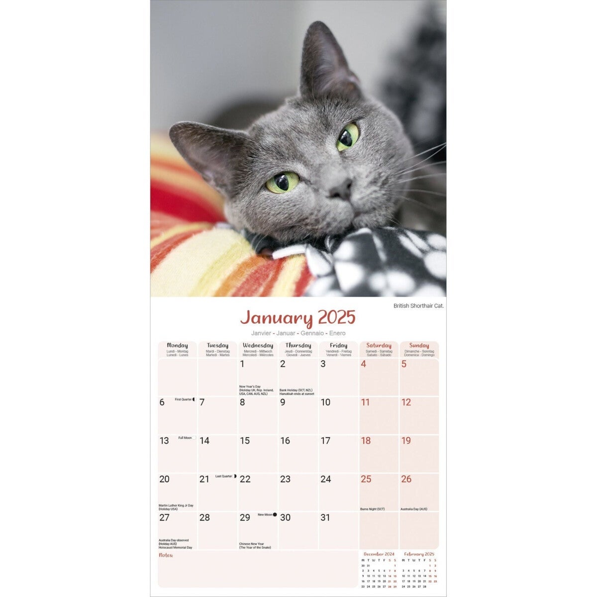 Kalender 2025 Cats 30x30cm