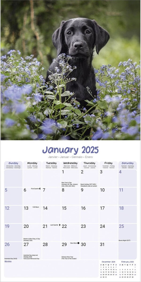 Kalender 2025 Puppies 30x30cm