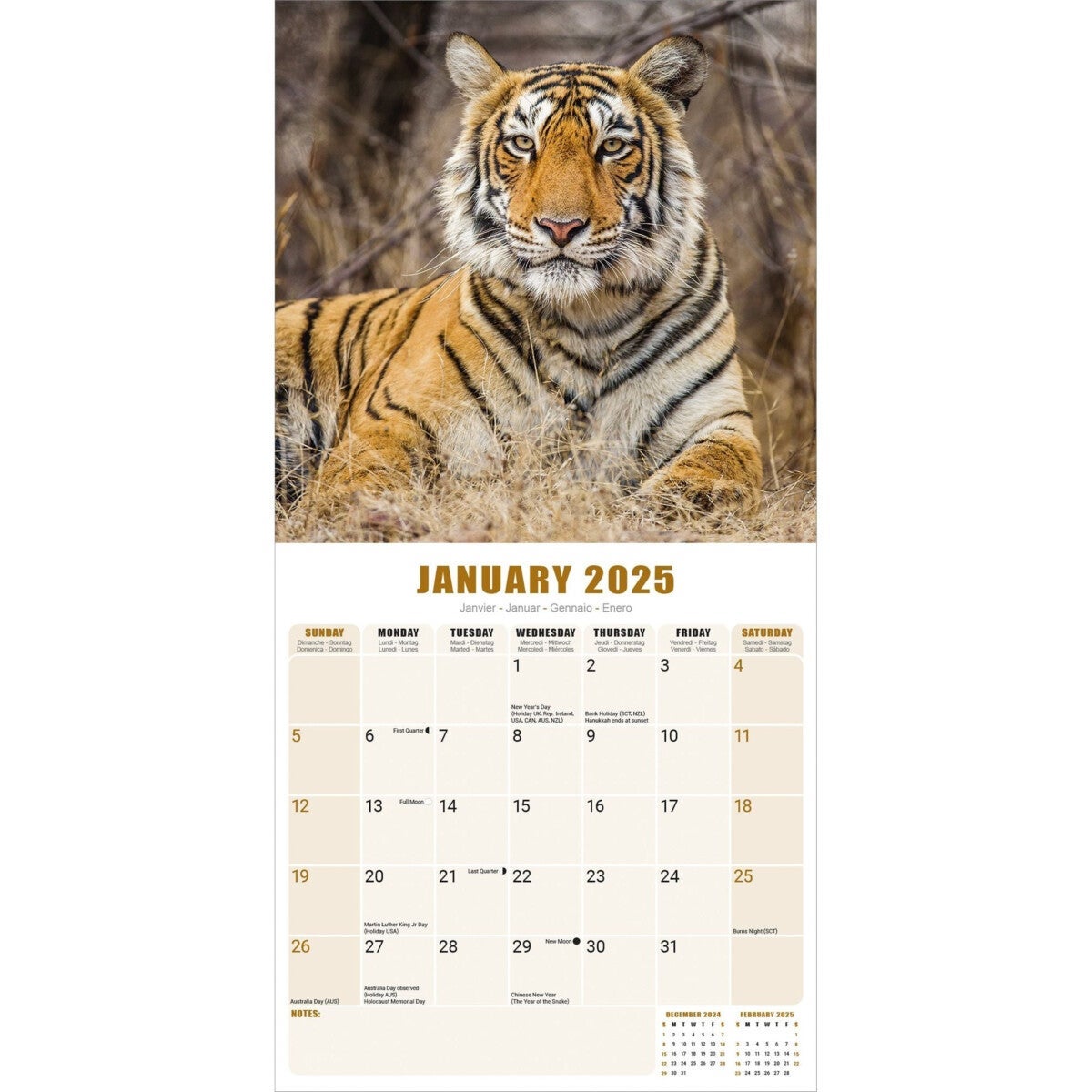 Kalender 2025 Tigers 30x30cm