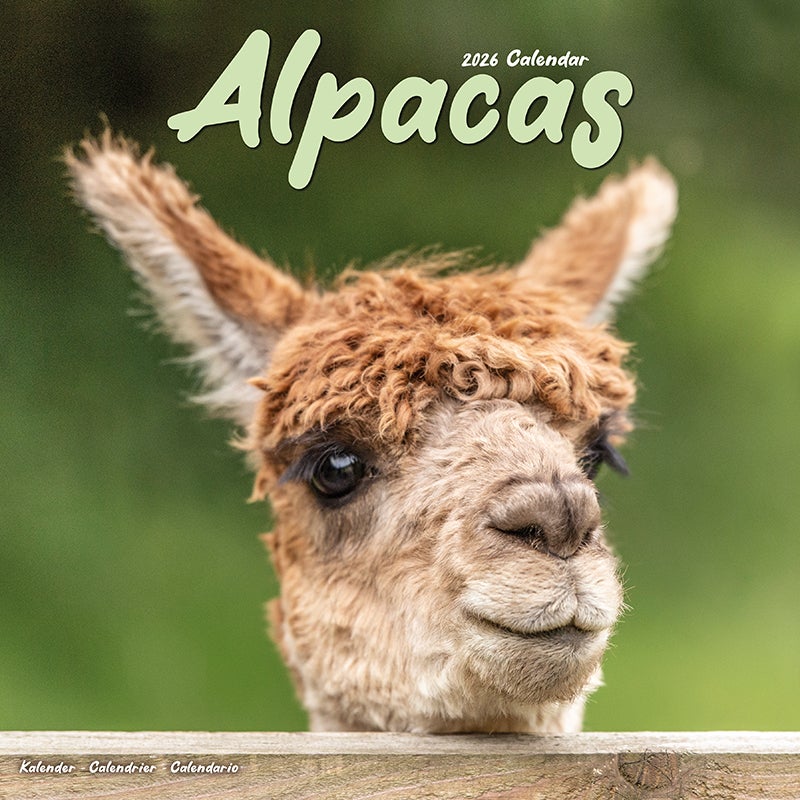 Kalender 2026 30x30 Alpacas
