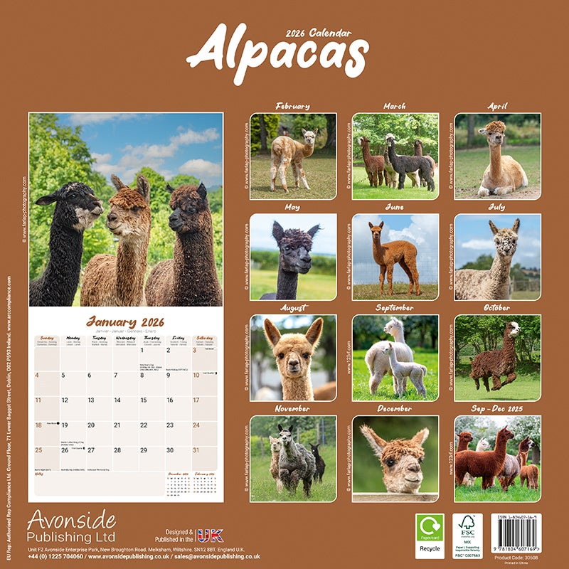 Kalender 2026 30x30 Alpacas