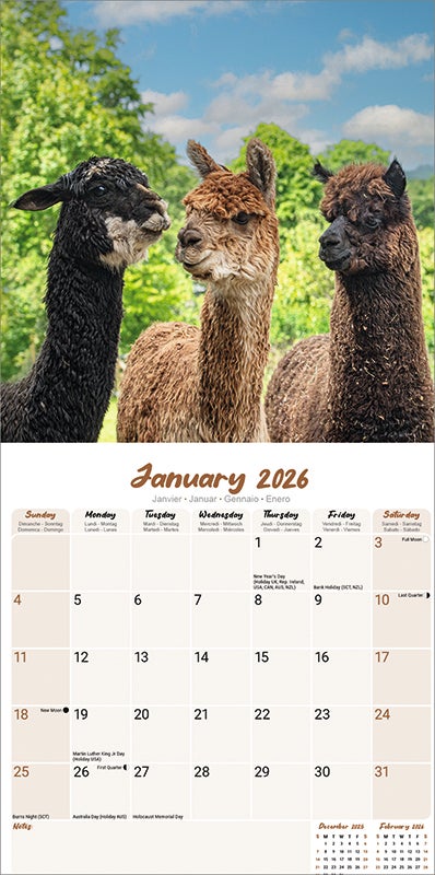 Kalender 2026 30x30 Alpacas