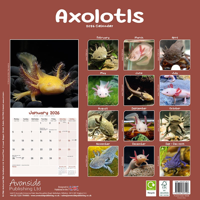 Kalender 2026 30x30 Axolotls