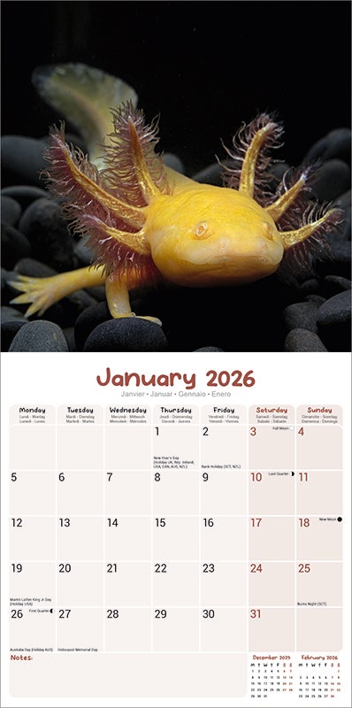 Kalender 2026 30x30 Axolotls