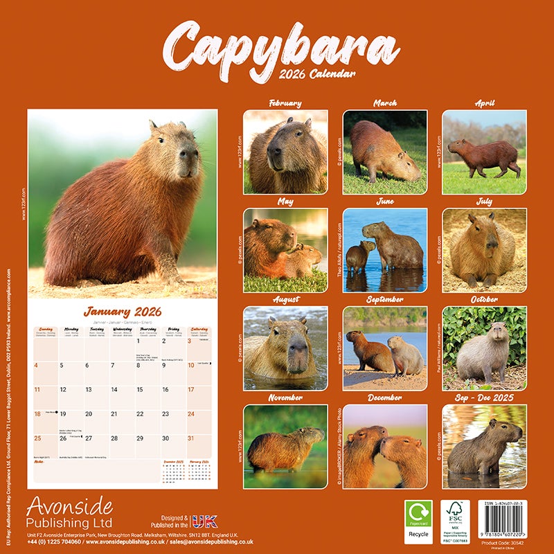 Kalender 2026 30x30 Capybara