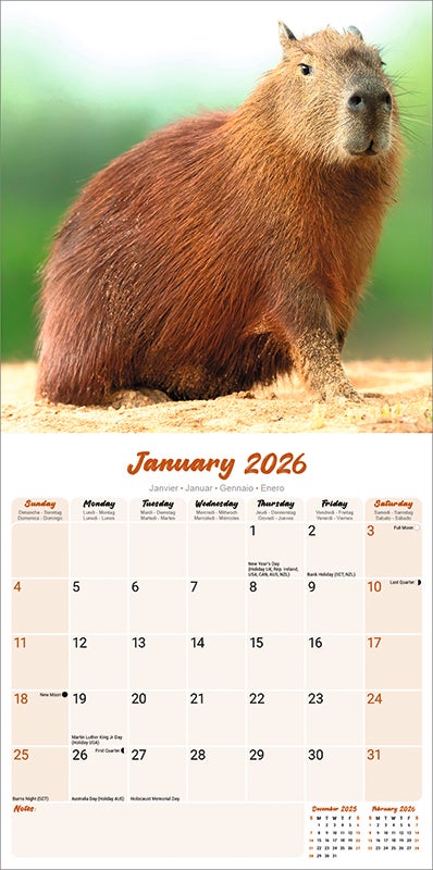 Kalender 2026 30x30 Capybara