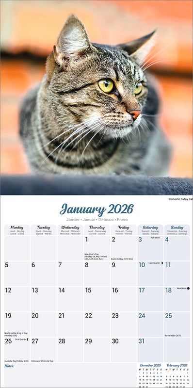 Kalender 2026 30x30 Cats