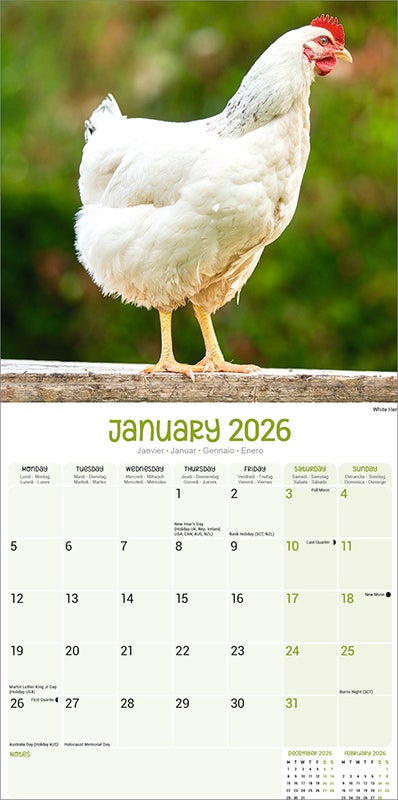 Kalender 2026 30x30 Chickens