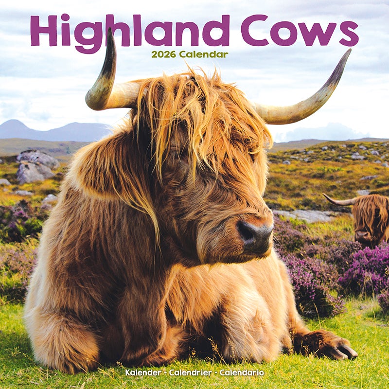 Kalender 2026 30x30 Highland Cows