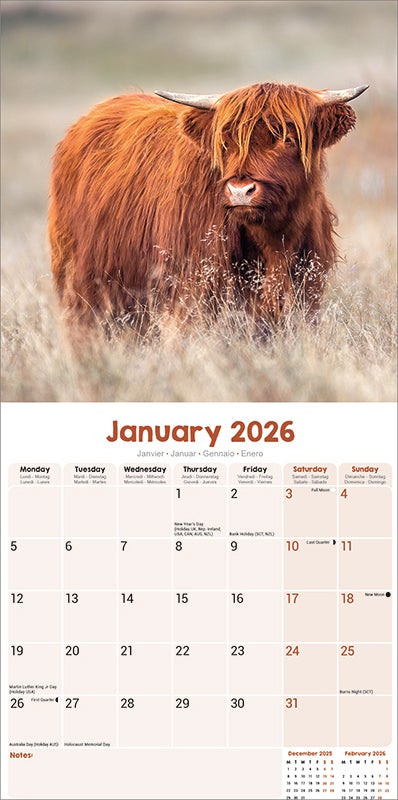 Kalender 2026 30x30 Highland Cows