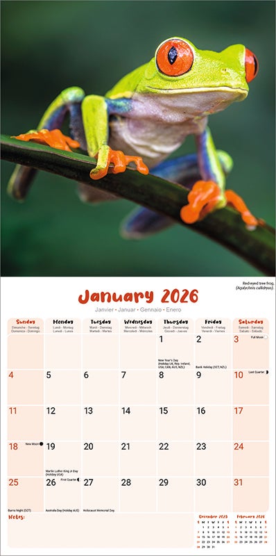 Kalender 2026 30x30 Frogs