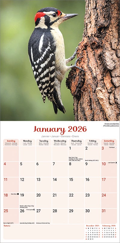 Kalender 2026 30x30 Garden Birds