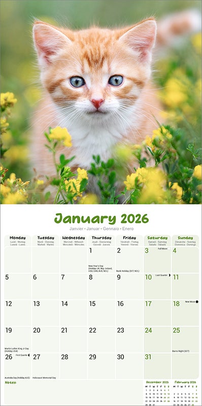 Kalender 2026 Kittens 30x30cm