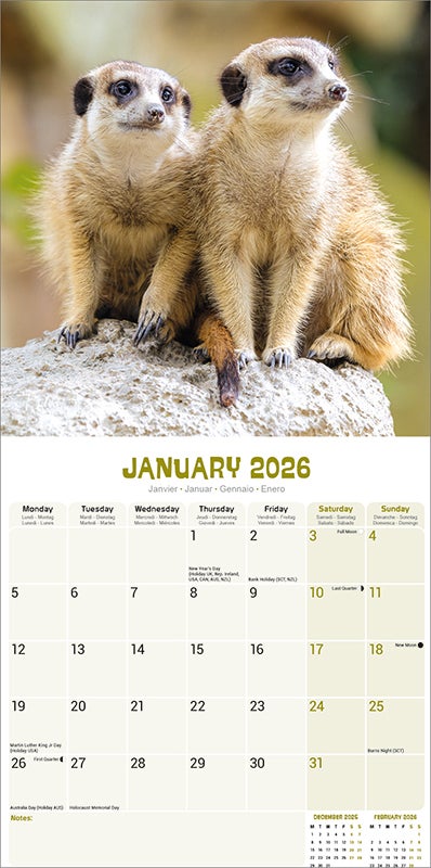 Kalender 2026 30x30 Meerkats