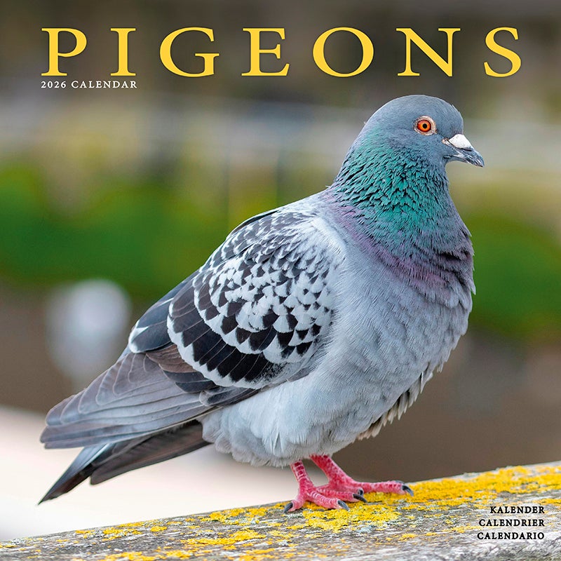 Kalender 2026 30x30 Pigeons