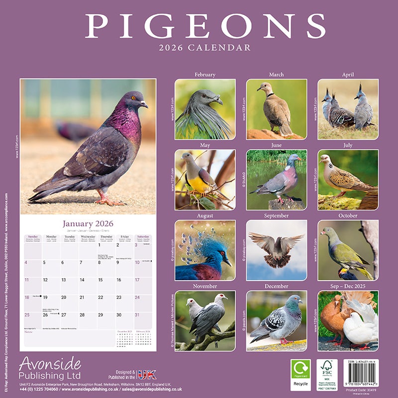 Kalender 2026 30x30 Pigeons