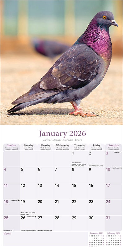 Kalender 2026 30x30 Pigeons