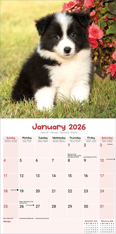 Kalender 2026 Puppies 30x30cm