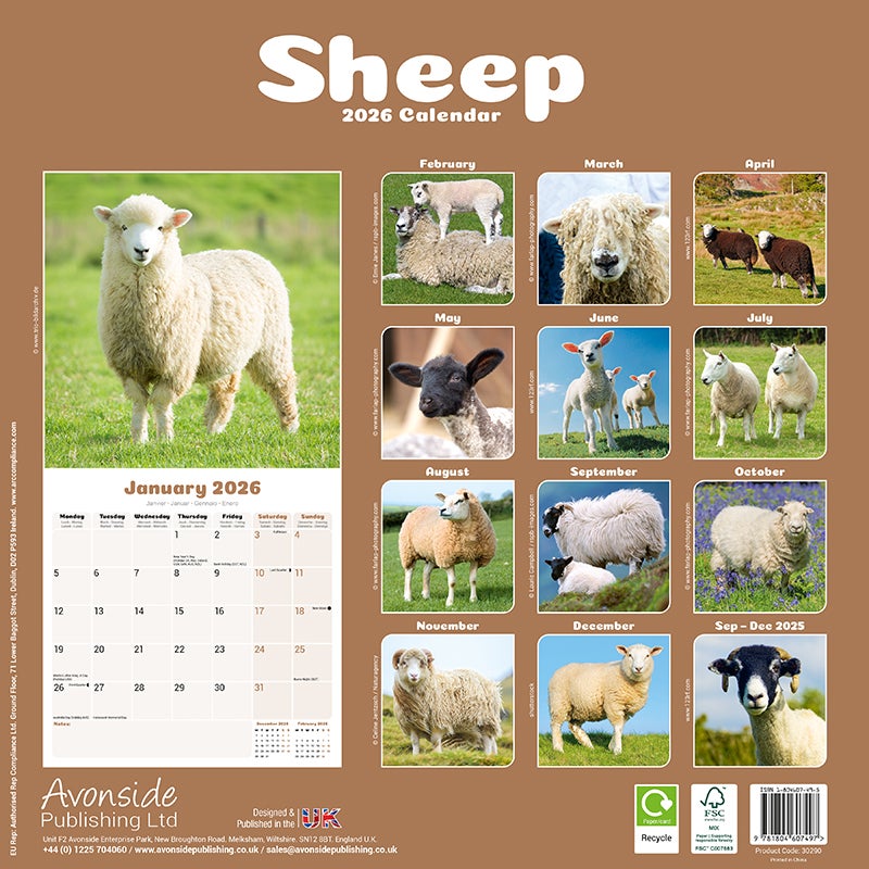 Kalender 2026 30x30 Sheep