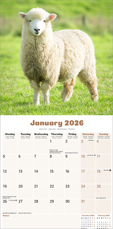 Kalender 2026 30x30 Sheep