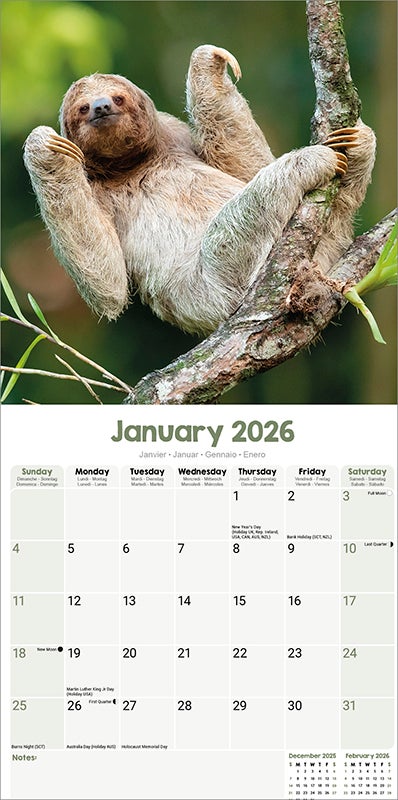 Kalender 2026 30x30 Sloths