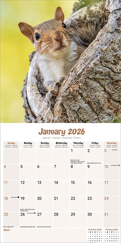 Squirrels Calendar 2026  Square Animal Wall Calendar - 16 Month