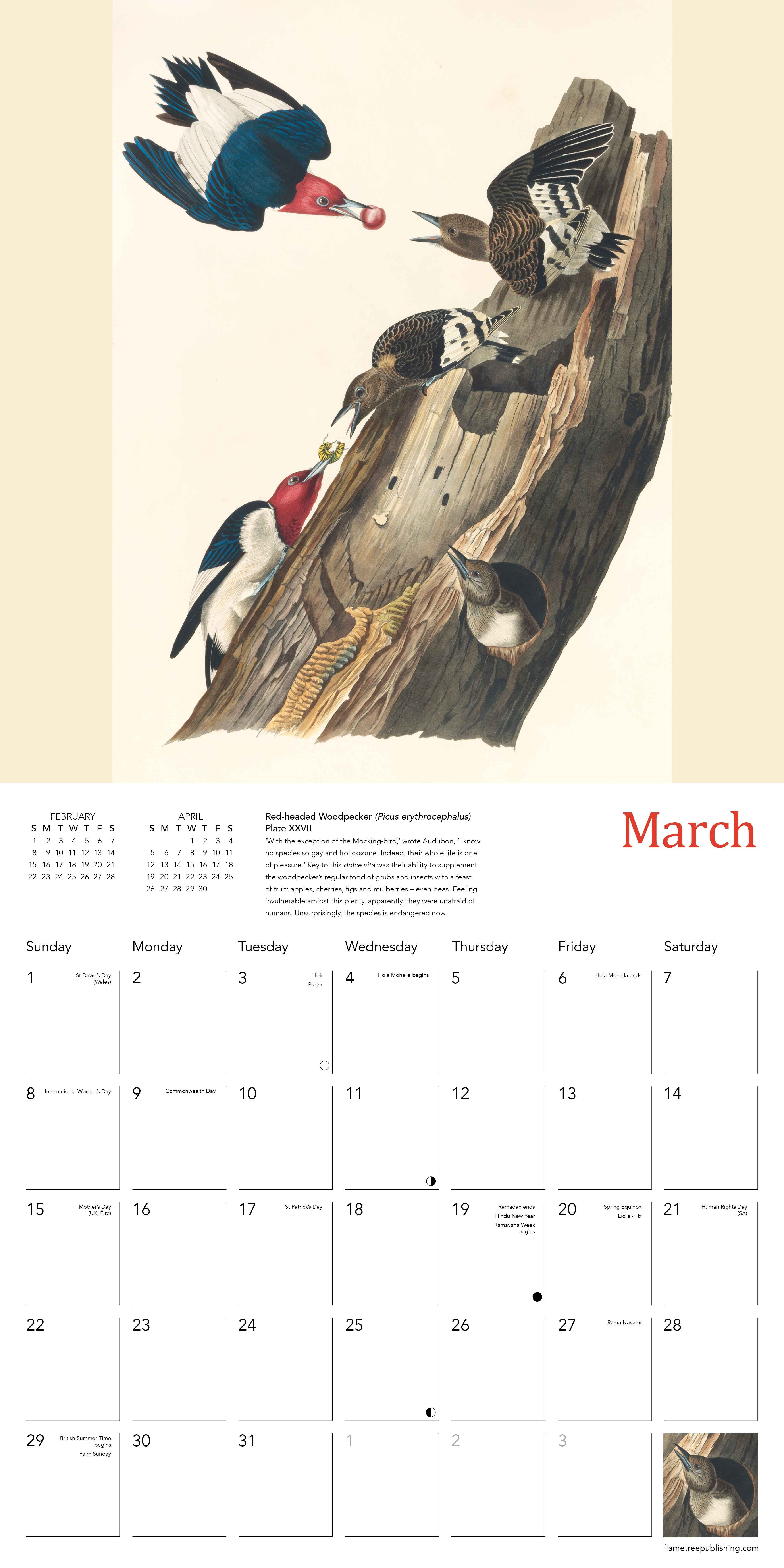 Kalender 2026 30x30 Audubon Birds