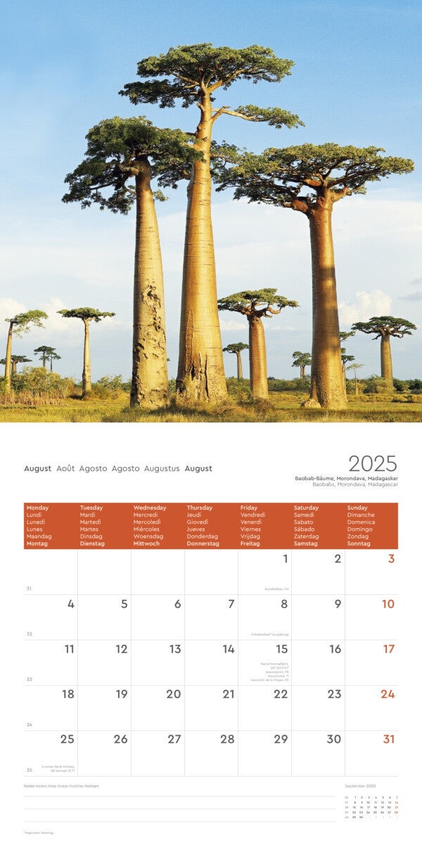 Kalender 2025 Old trees 30x30cm