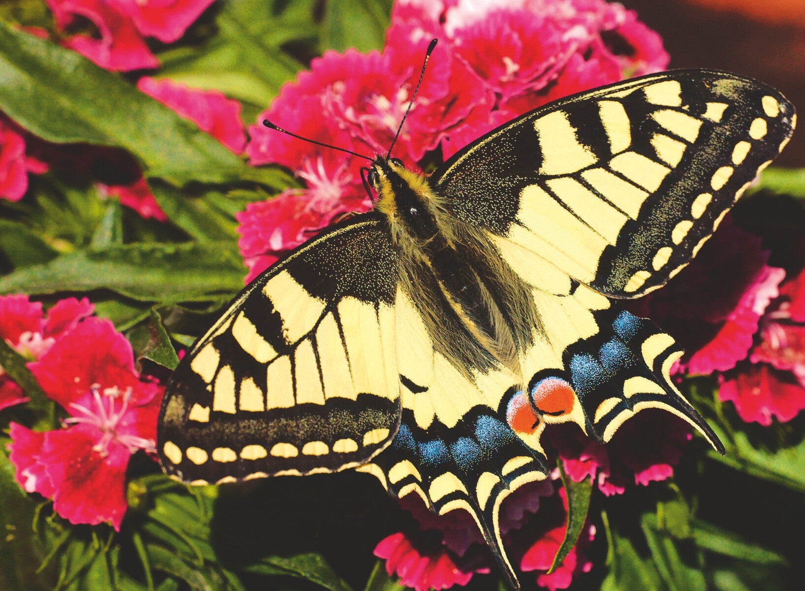 Puslespill 500 Sommerfugl Ravensburger