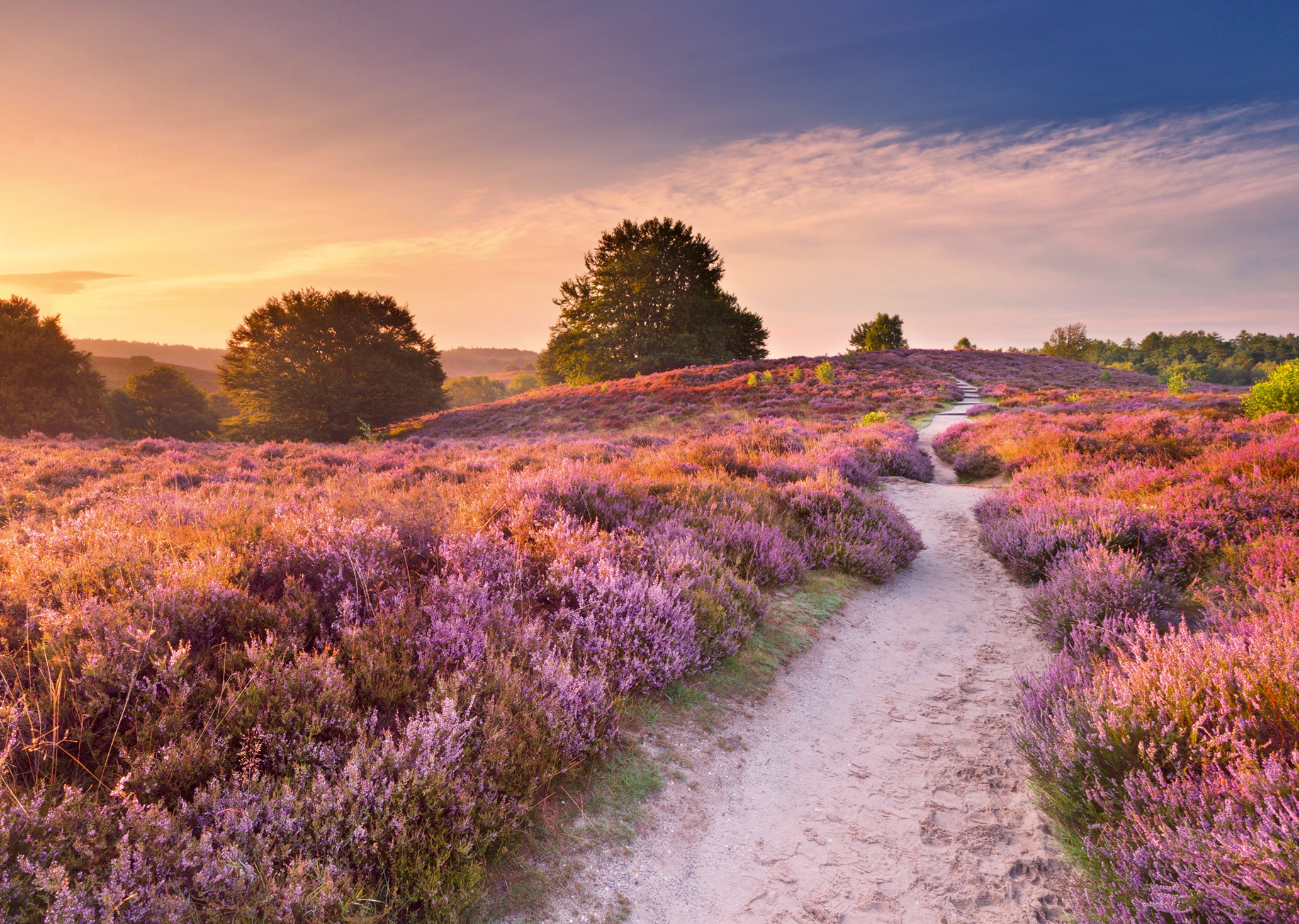 Puslespill 1000 Rosa Sti Ravensburger