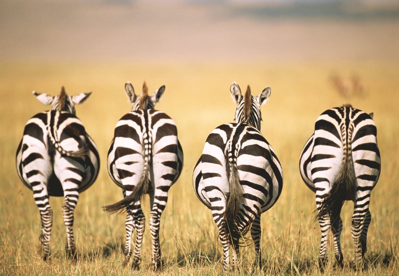 Puslespill 300 Sebra Ravensburger