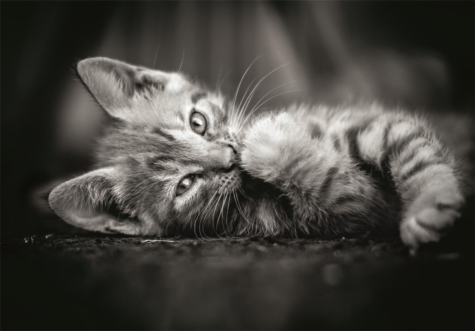 Puslespill 1000 Kitty Clementoni