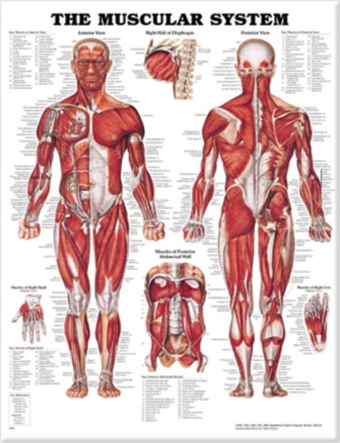 The Muscular System Anatomical Chart. - --