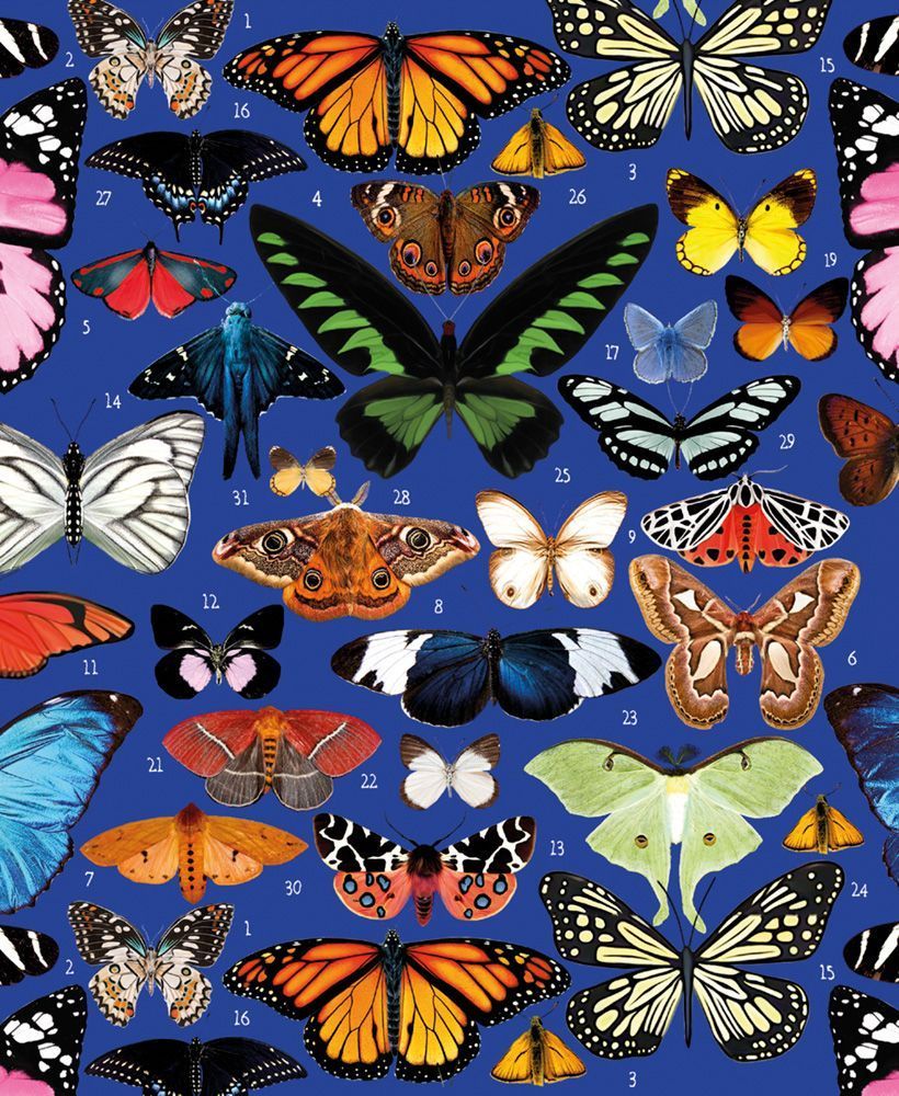 Kort Mary Katrantzou Butterflies