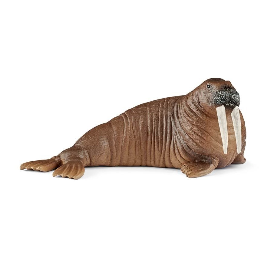 Walrus