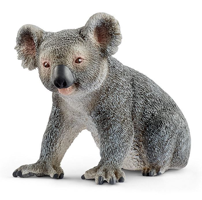 Koala Bear