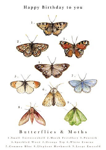 Kort Lamb Little Butterfly Chart