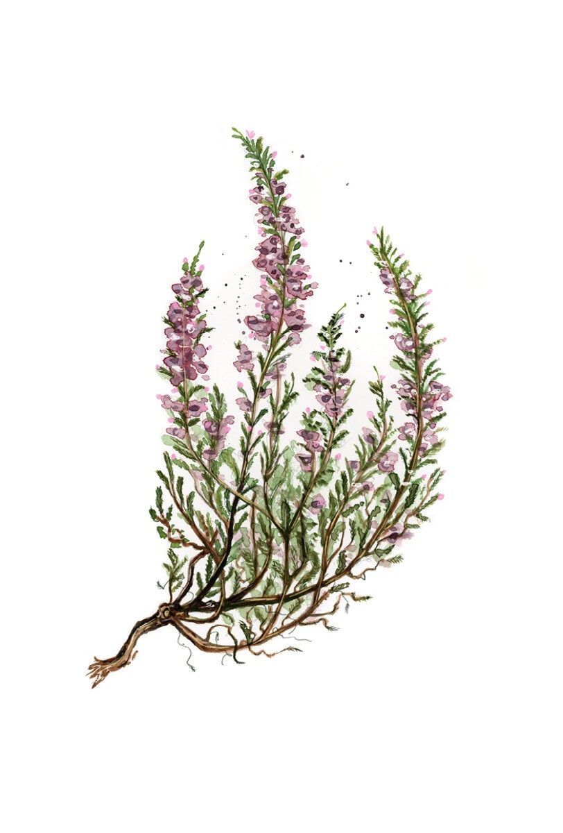 Kort gave røsslyng Emmeselle