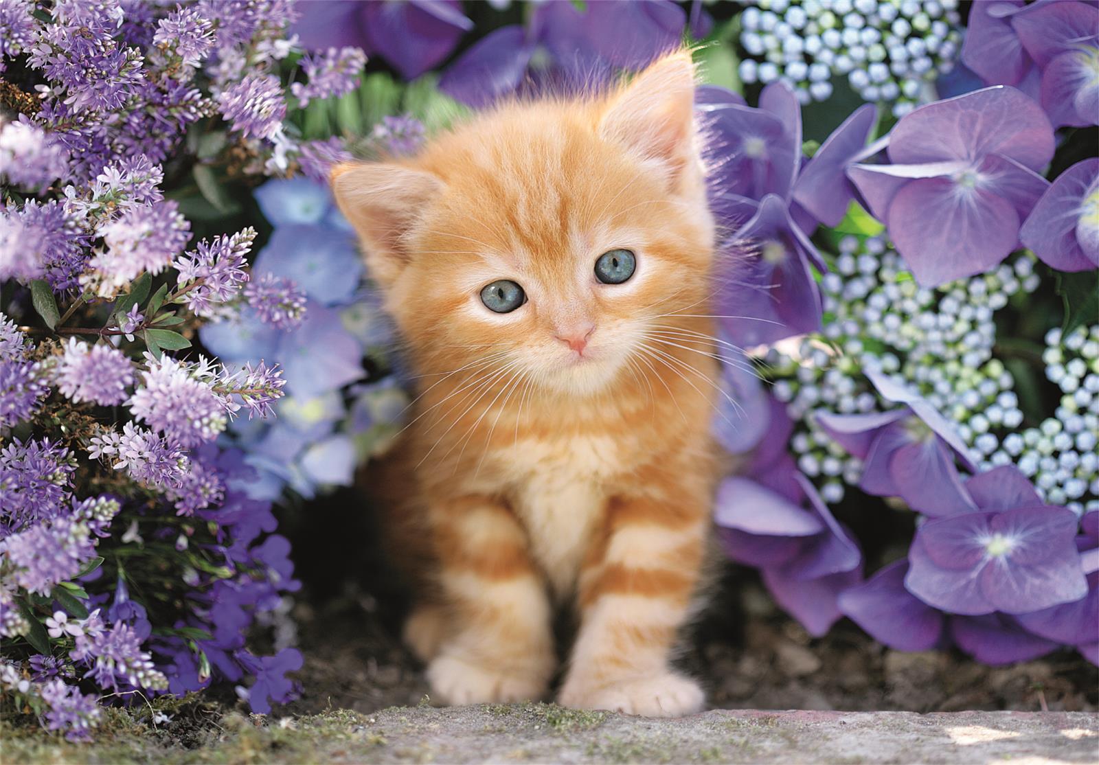 Puslespill 500 Ginger Cat Clementoni